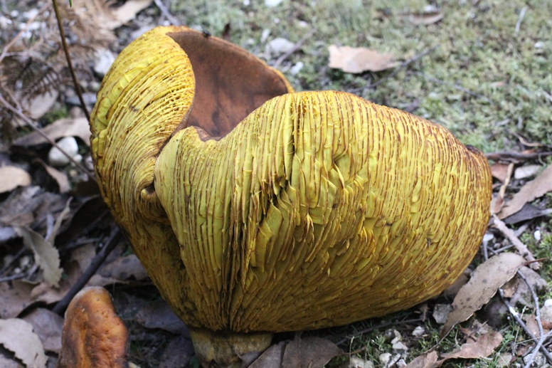 giant yellow mushroom